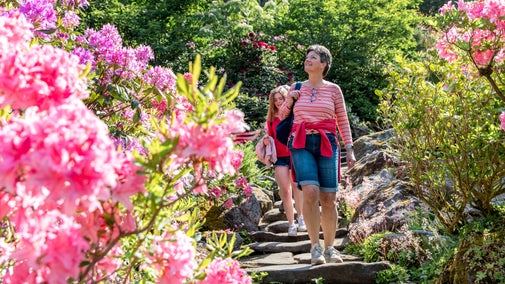 A family are walking down some stone steps in the Rock Garden at Cragside. With it being rhododendron season, pink and purple flowers are in bloom all around them. An adult leads the way in a pink striped top.